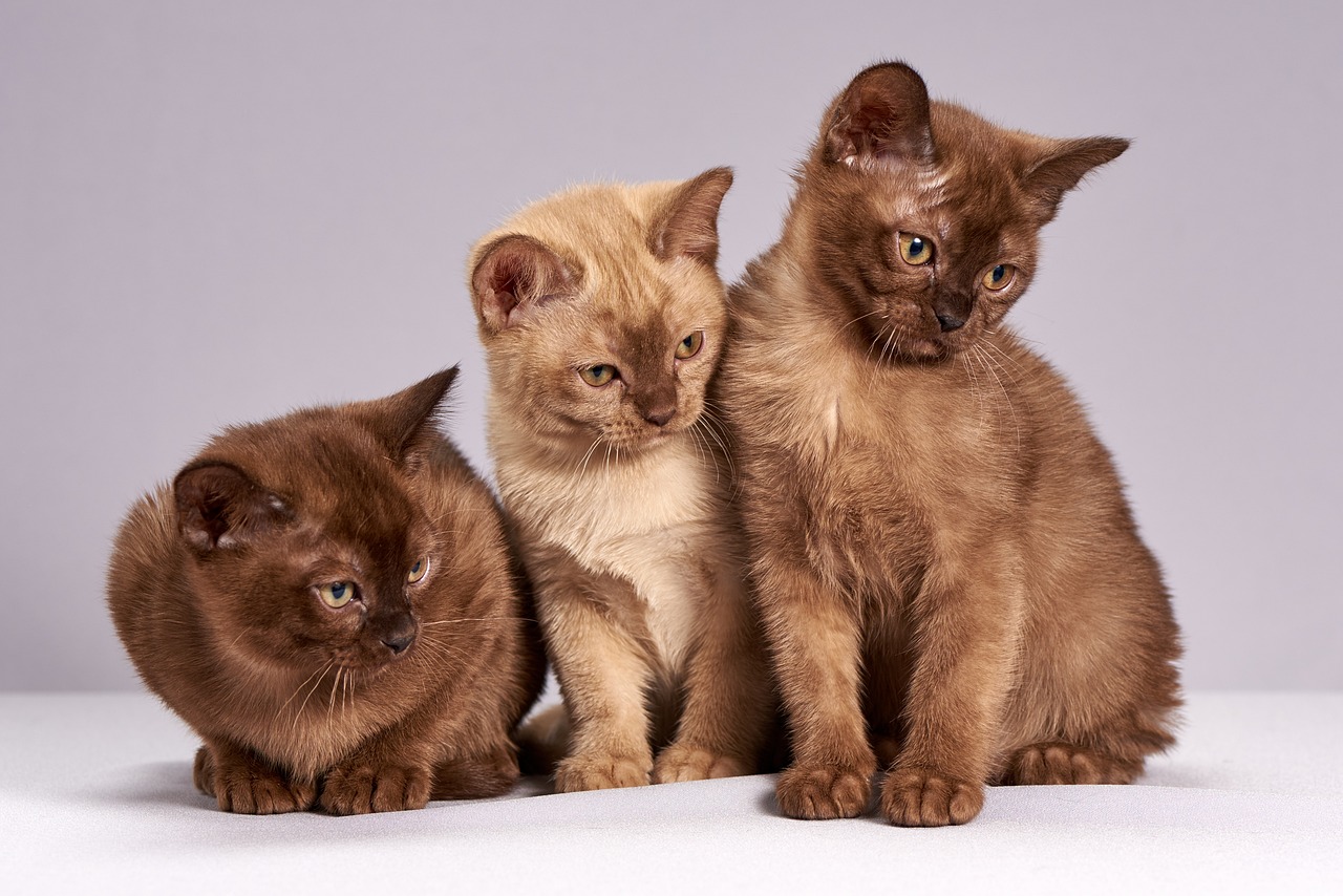 网络推广遇瓶颈？大熊猫优化如何7天提升搜索排名？